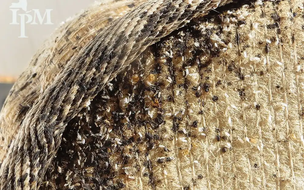 Matelas infesté de punaises de lit : traces noires le long des coutures